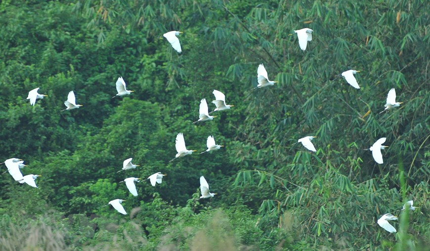 Thung Nham Bird Park, an attractive ecotourism site in Northern Vietnam Thung Nham Bird Park, an attractive ecotourism site in Northern Vietnam